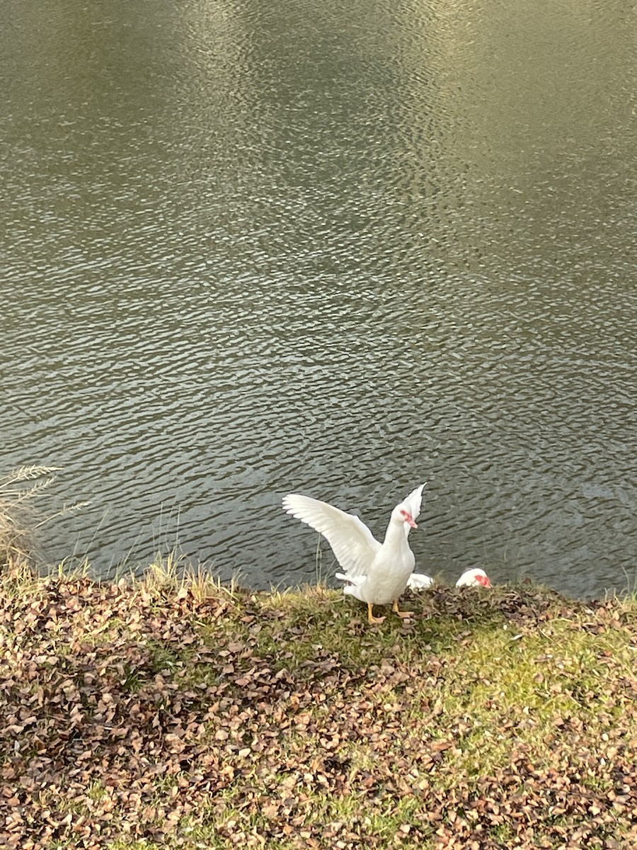 Muscovy Duck (Domestic type) - ML612928350