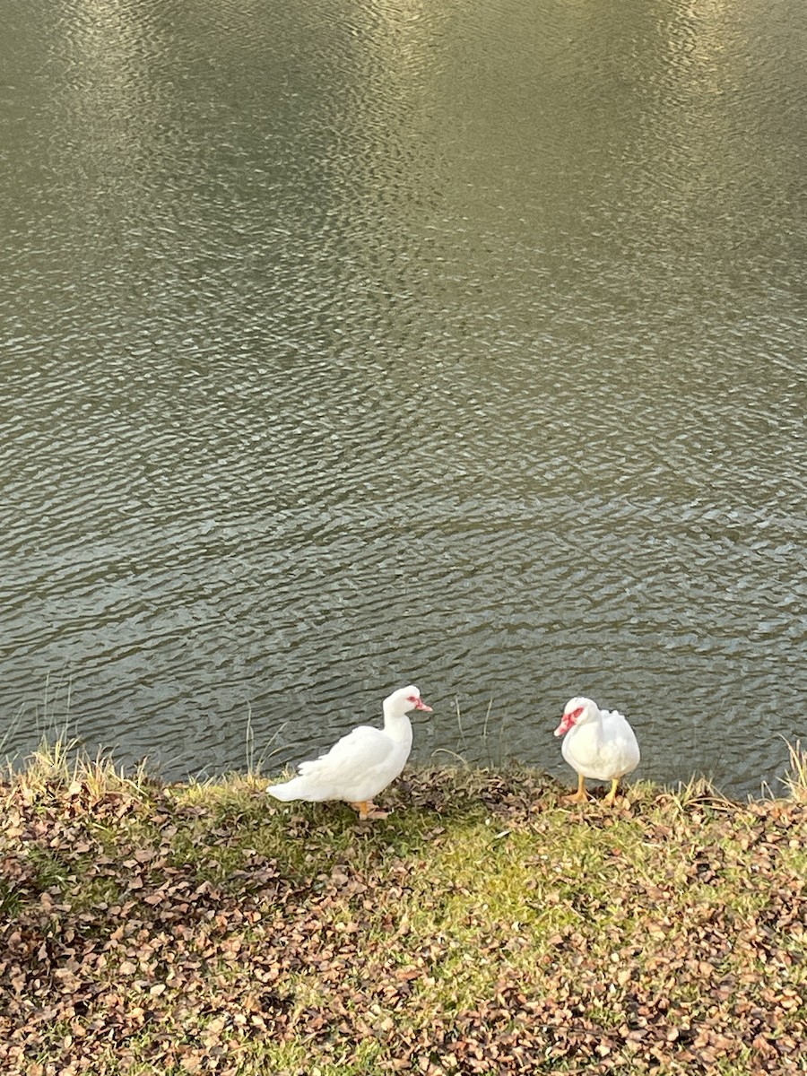 Muscovy Duck (Domestic type) - ML612928352