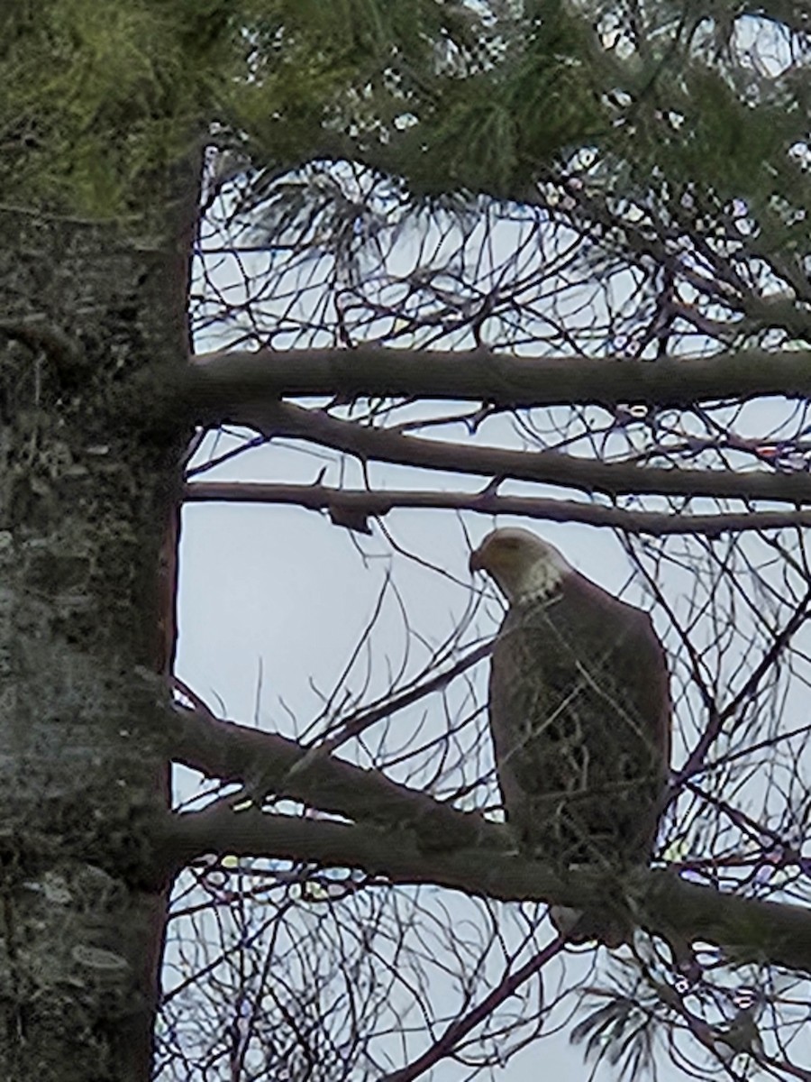 Bald Eagle - ML612928408