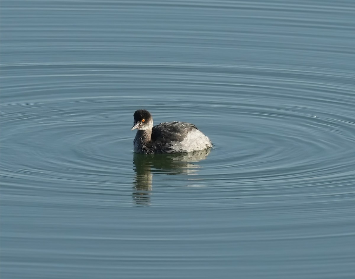 Eared Grebe - ML612928510