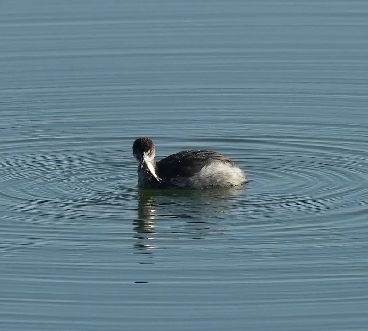 Eared Grebe - ML612928511