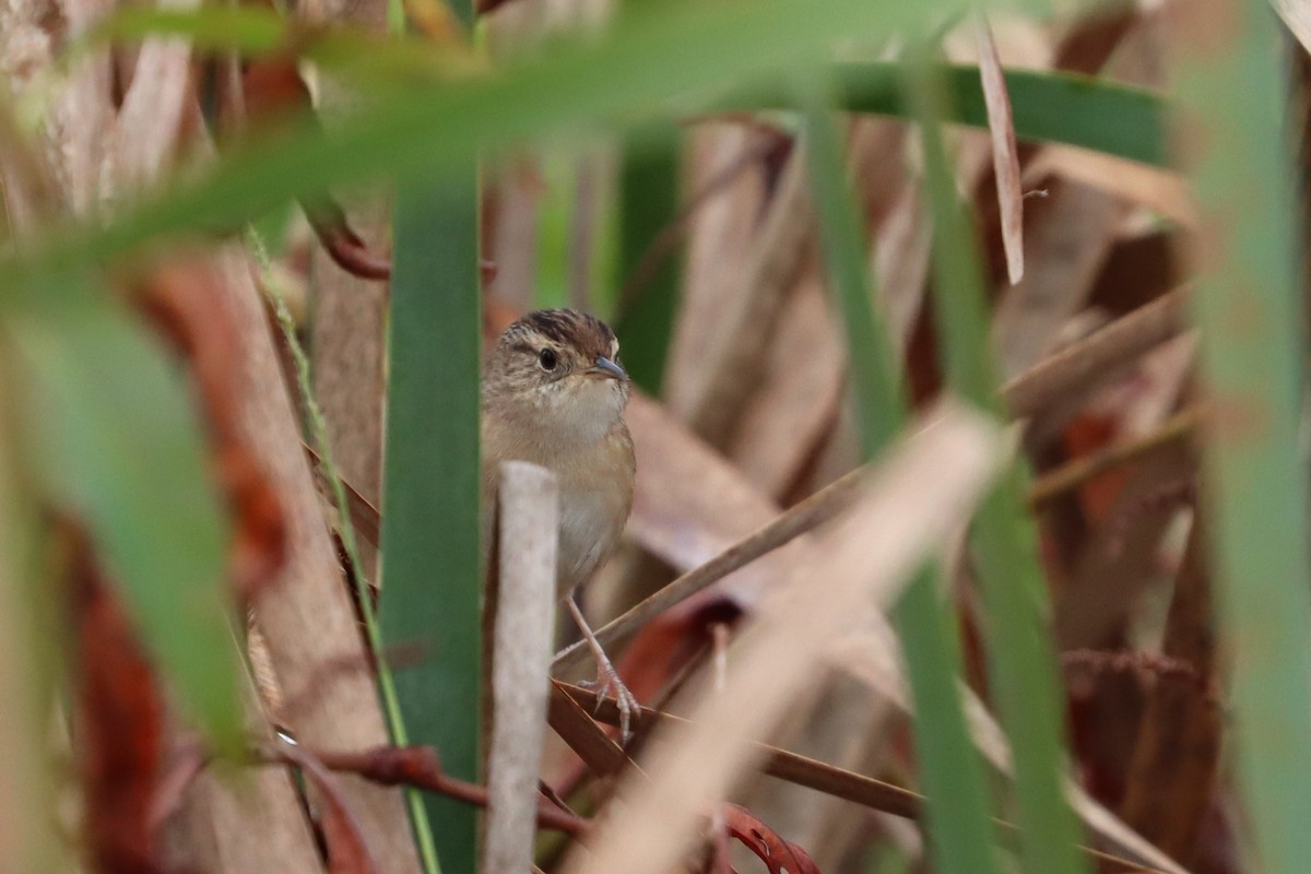 Sedge Wren - Cole Fredricks