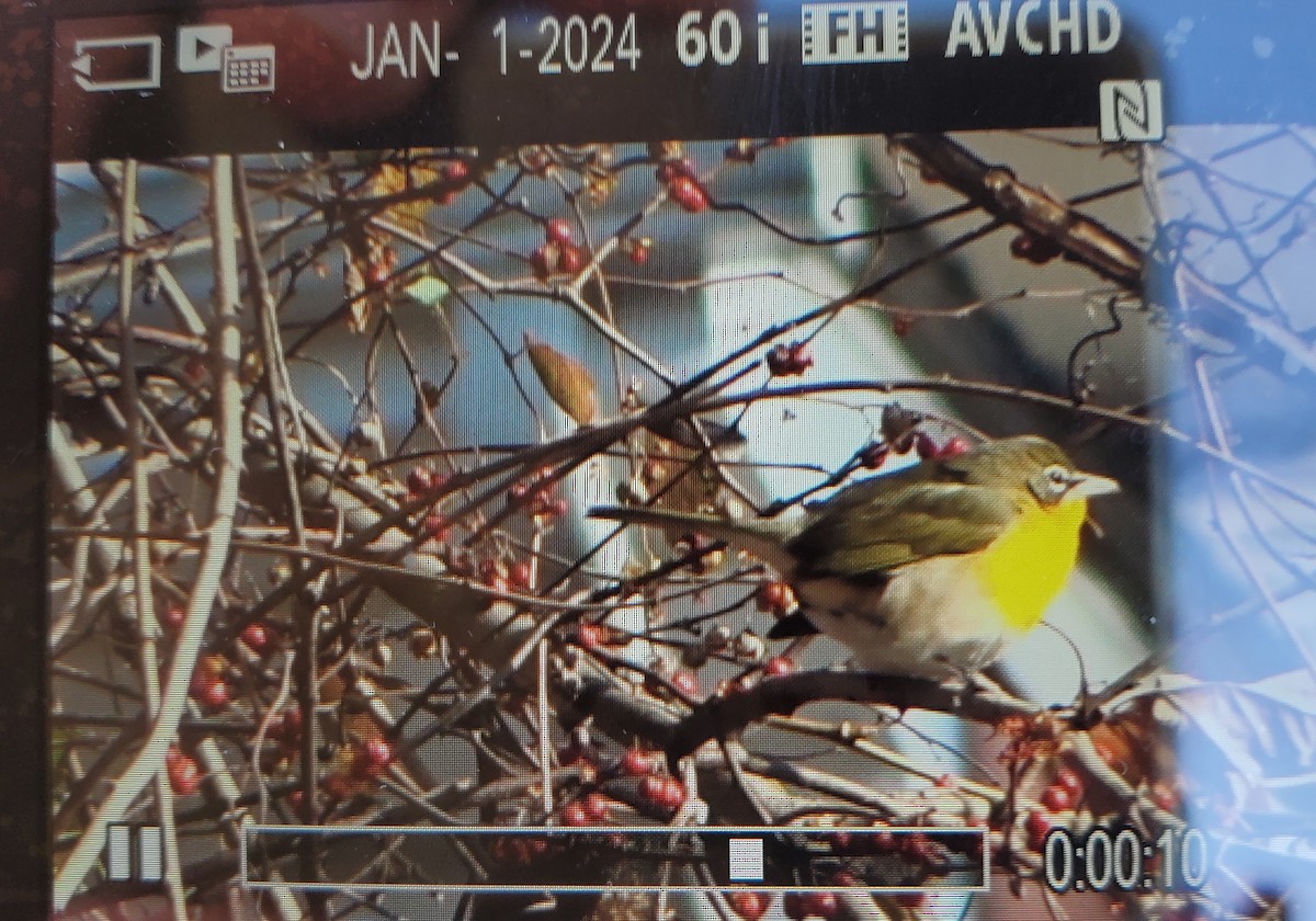 Yellow-breasted Chat - ML612928637