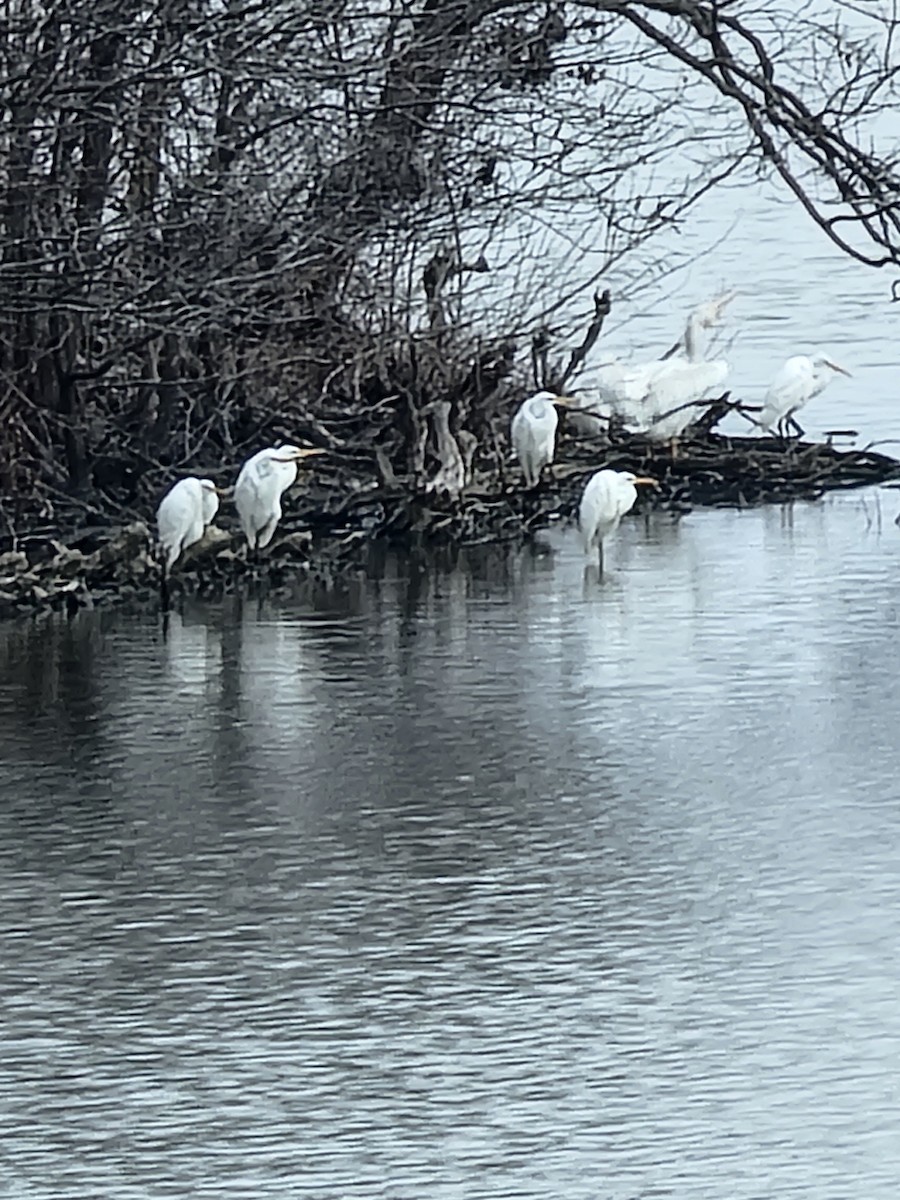 Great Egret - ML612928638