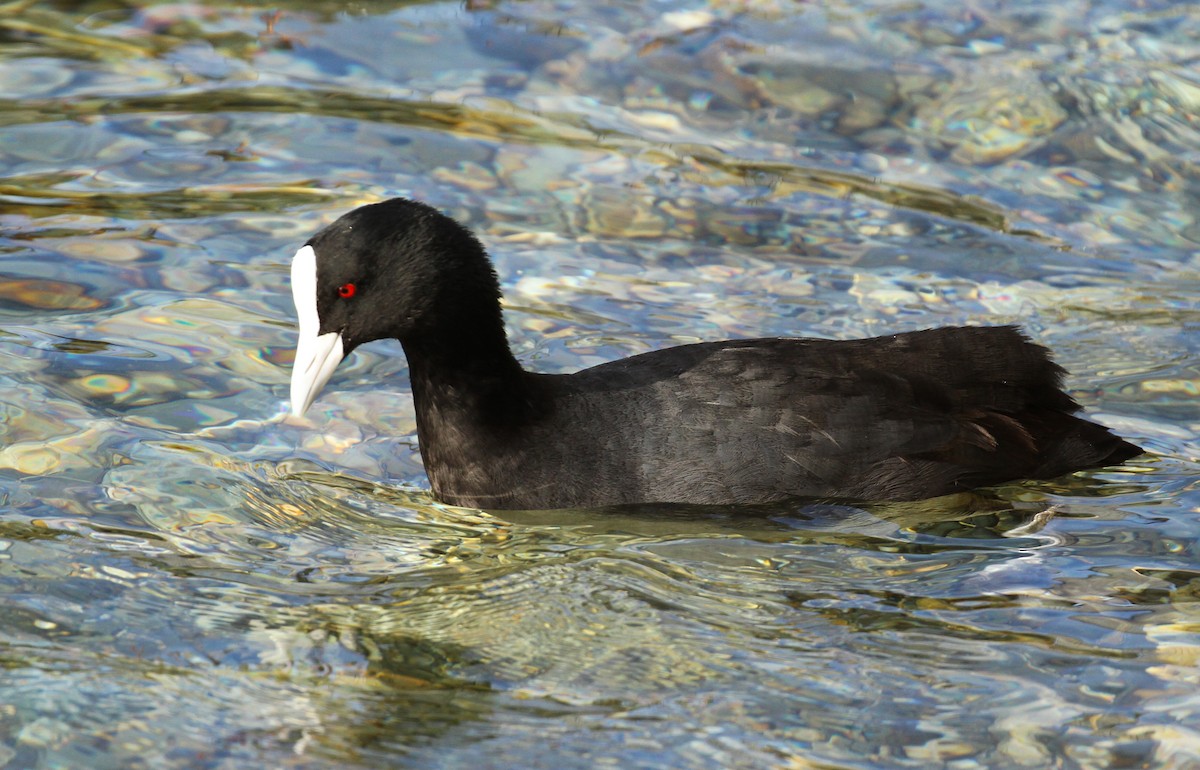 Eurasian Coot - ML612928670