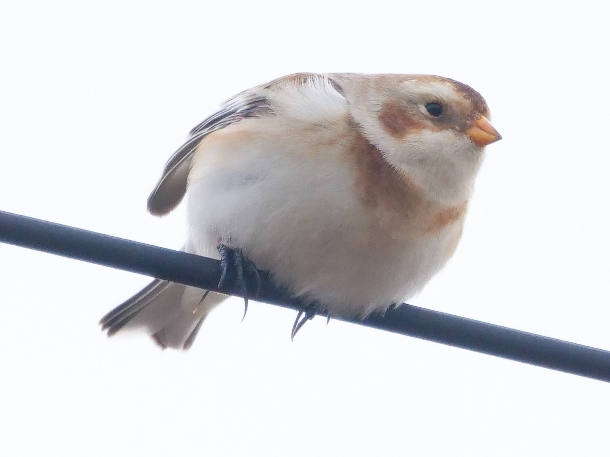 Snow Bunting - Roger Horn