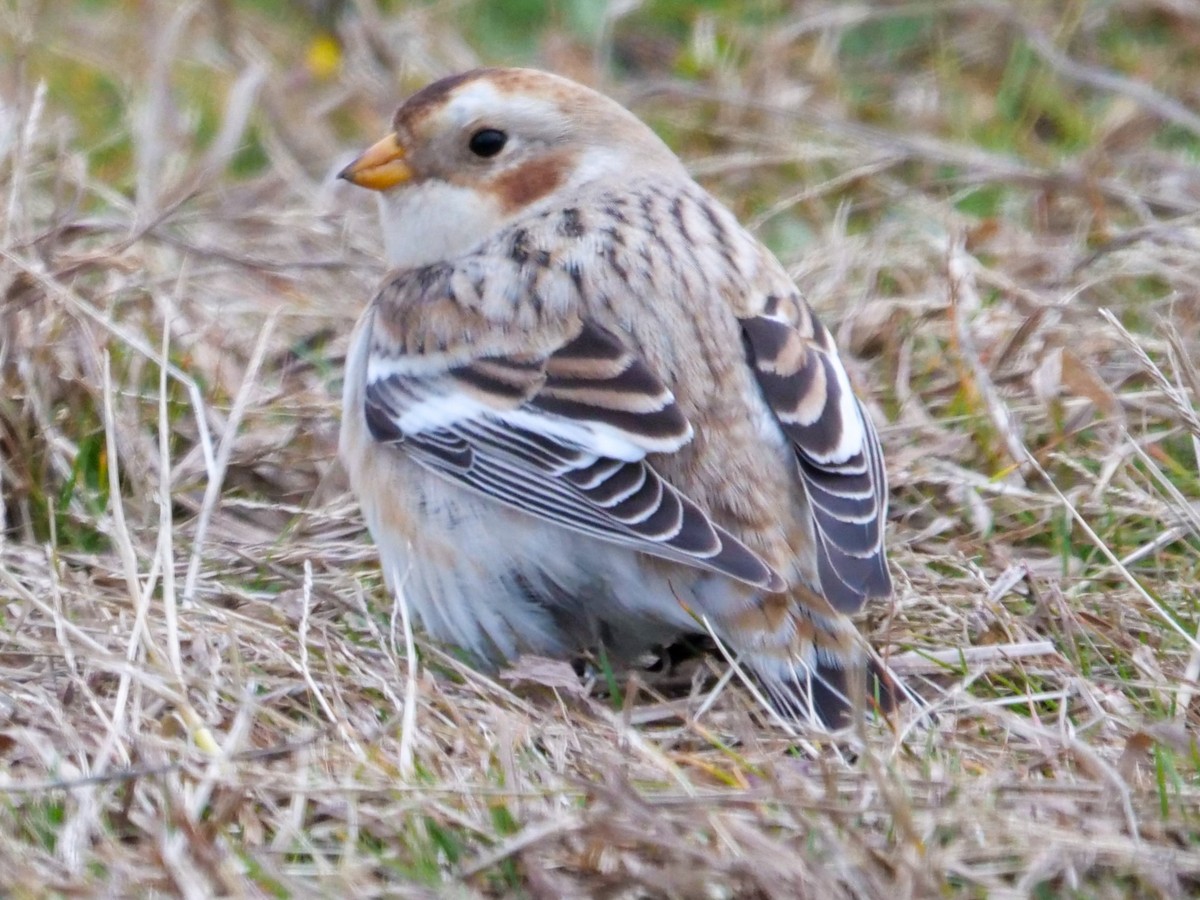 Snow Bunting - Roger Horn