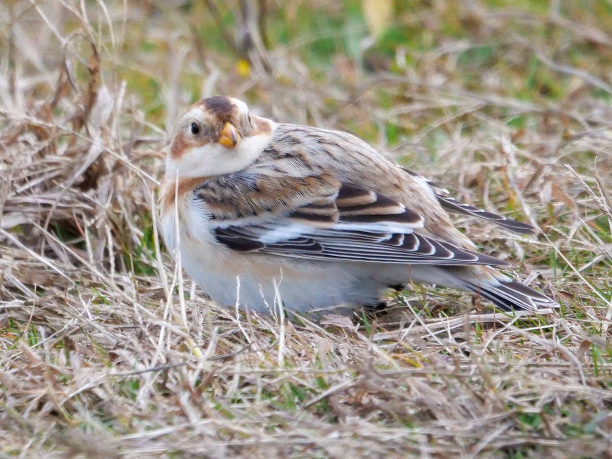 Snow Bunting - Roger Horn