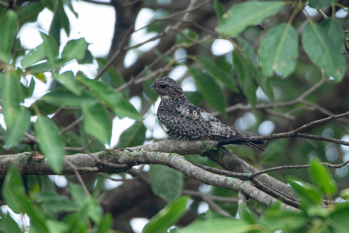 Common Nighthawk - ML612928706