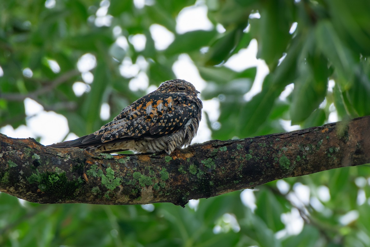 Common Nighthawk - LUCIANO BERNARDES