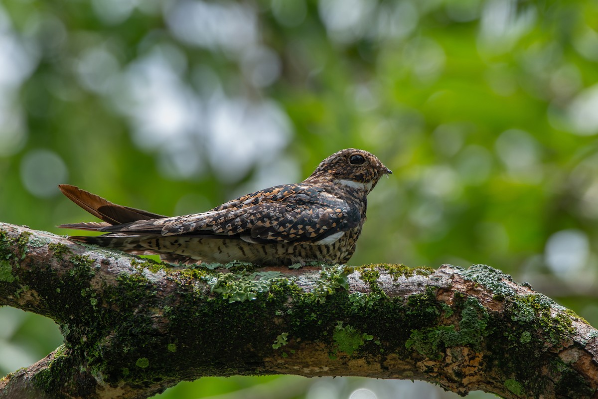 Common Nighthawk - ML612928708