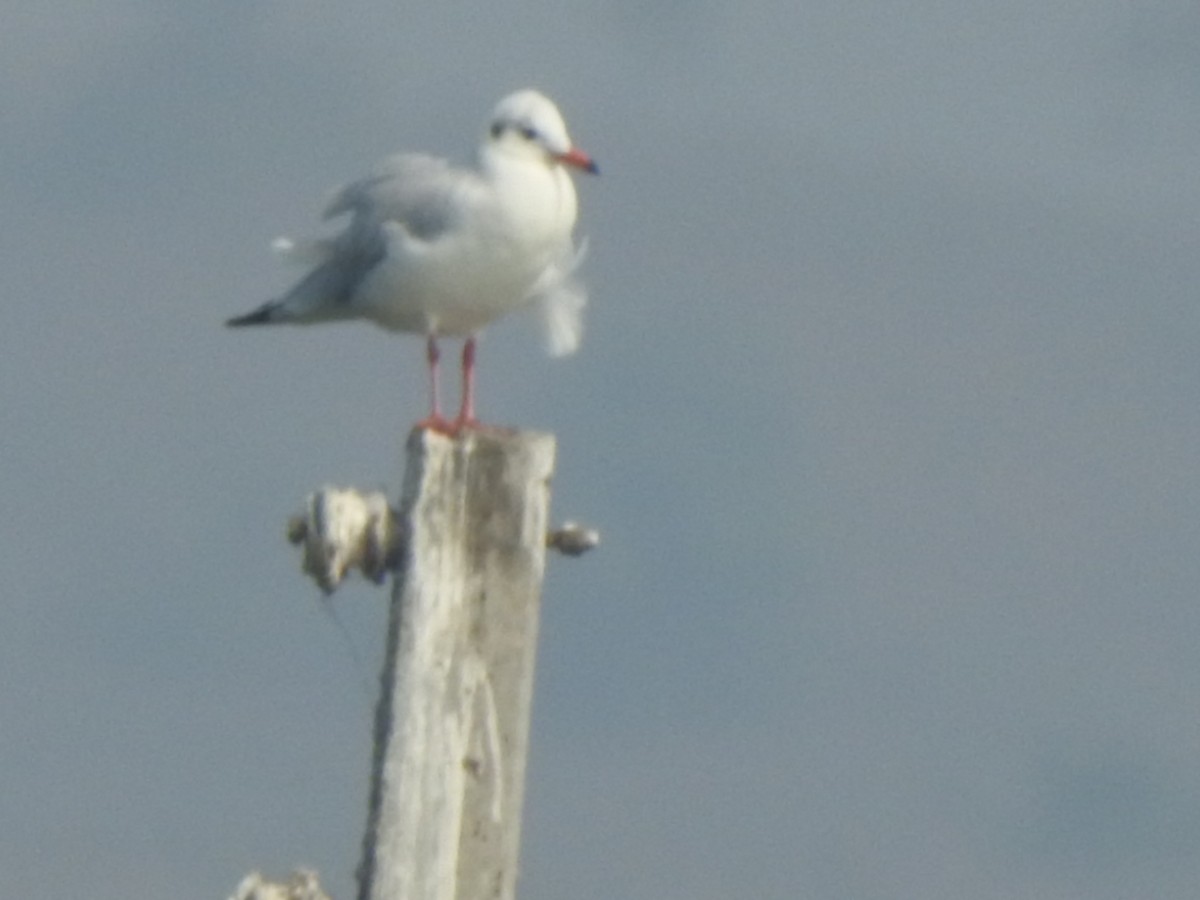 Mouette du Tibet - ML612928711