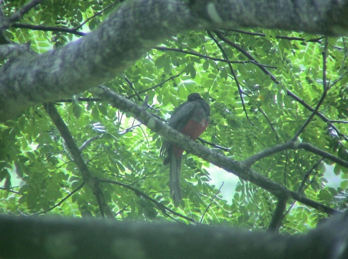 Slaty-tailed Trogon (Massena) - ML612928718