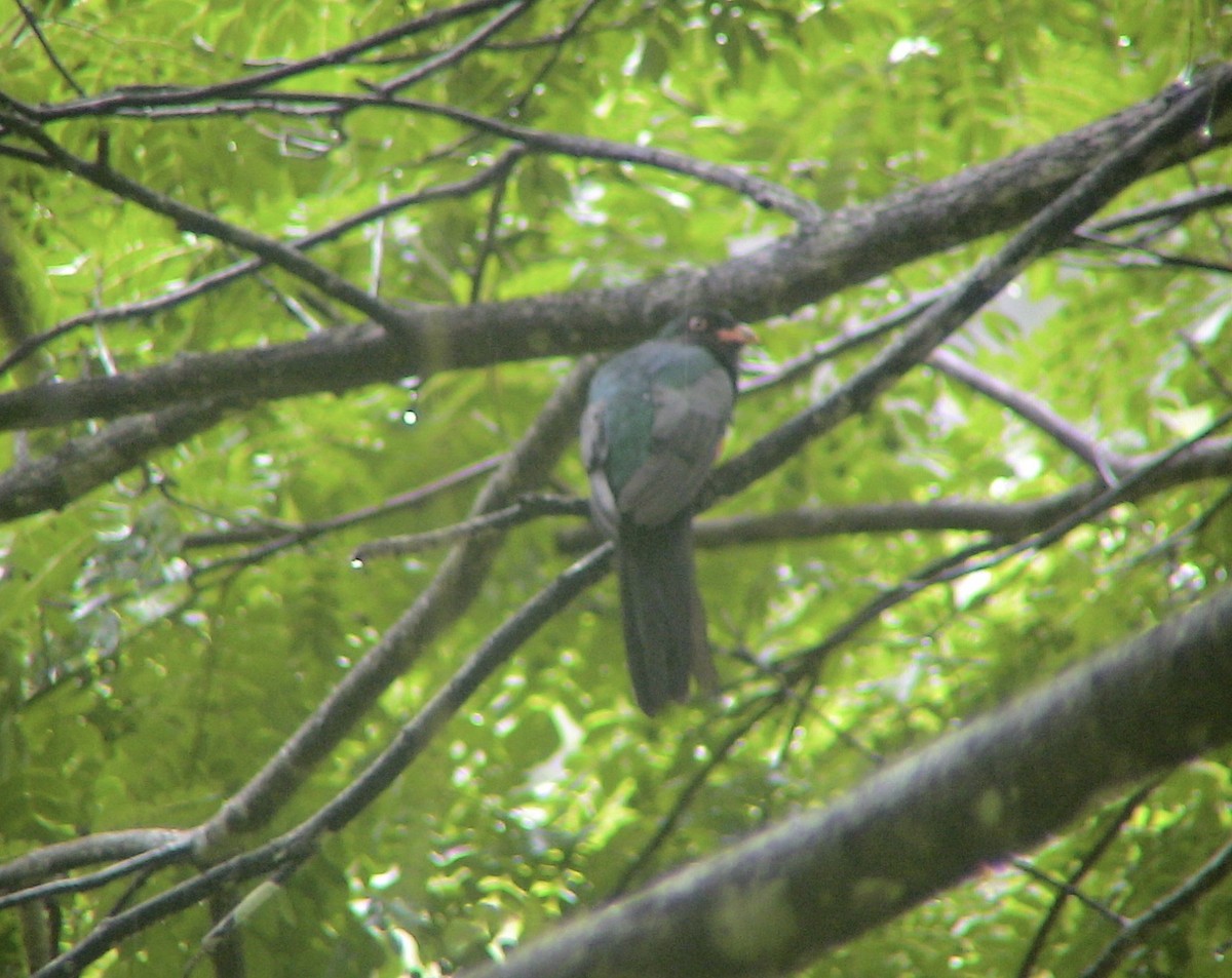 Slaty-tailed Trogon (Massena) - ML612928719