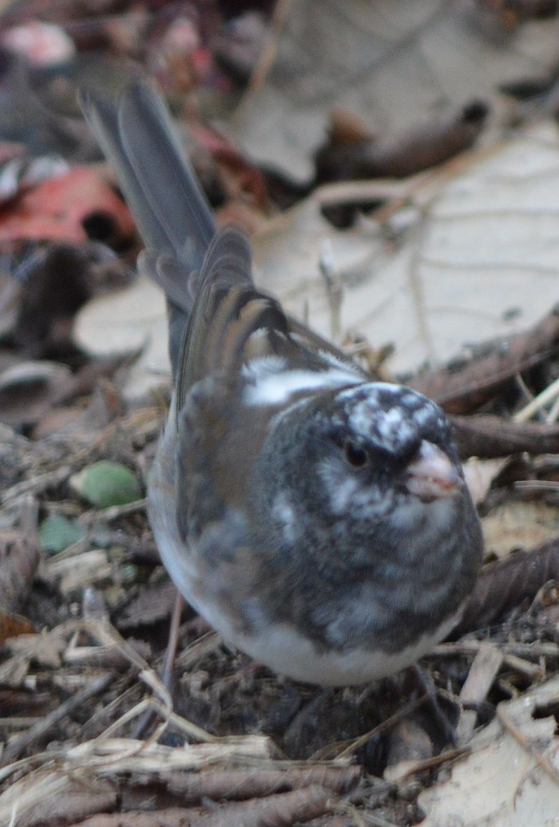 Junco ardoisé - ML612928760