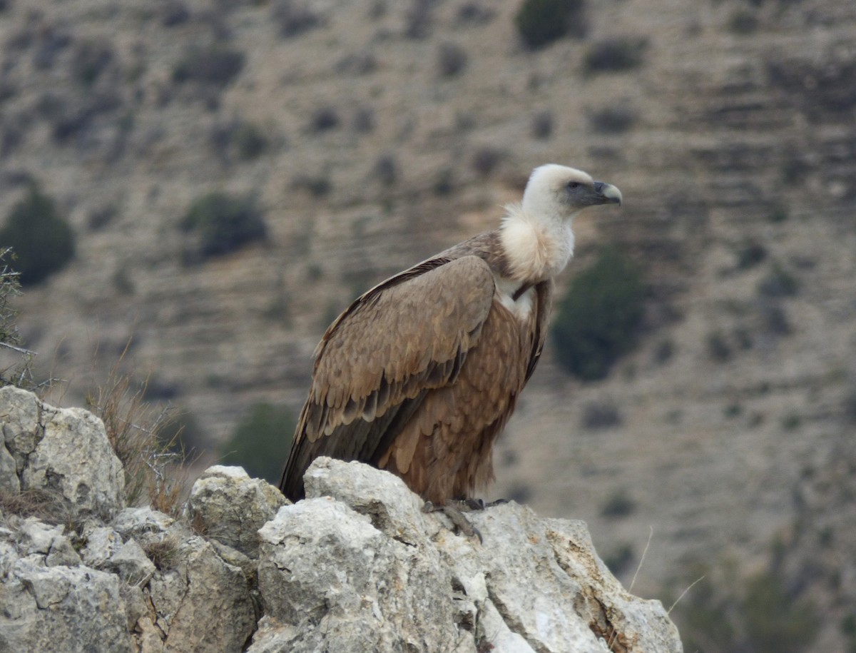 Eurasian Griffon - José Manuel Sánchez Sanz