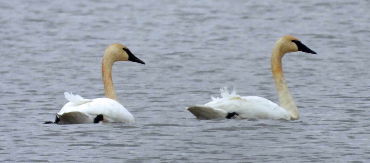 Trumpeter Swan - ML612928765