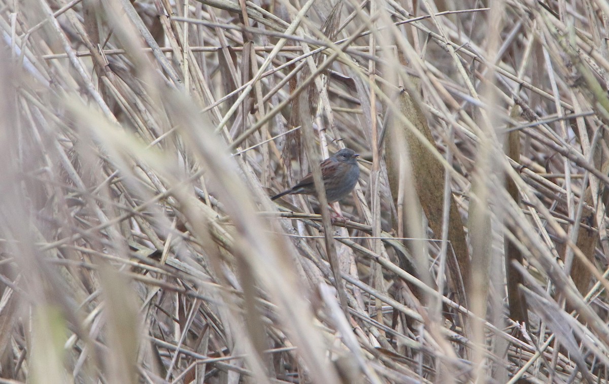 Dunnock - ML612928804