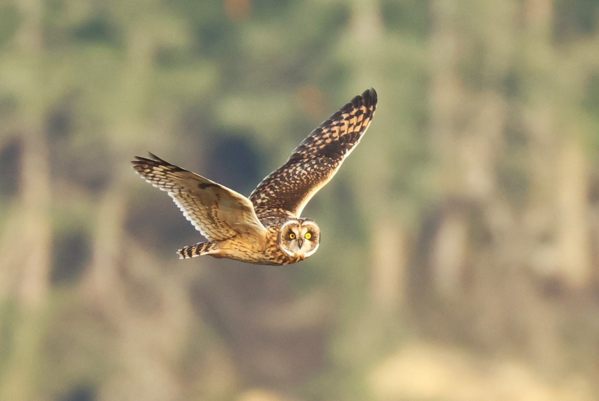 Short-eared Owl - ML612928854