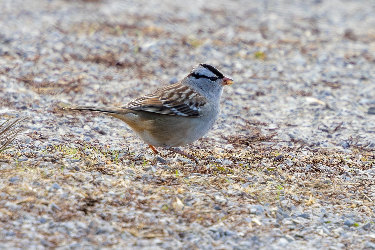 White-crowned Sparrow - ML612928900