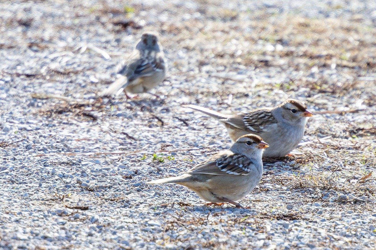 White-crowned Sparrow - ML612928901
