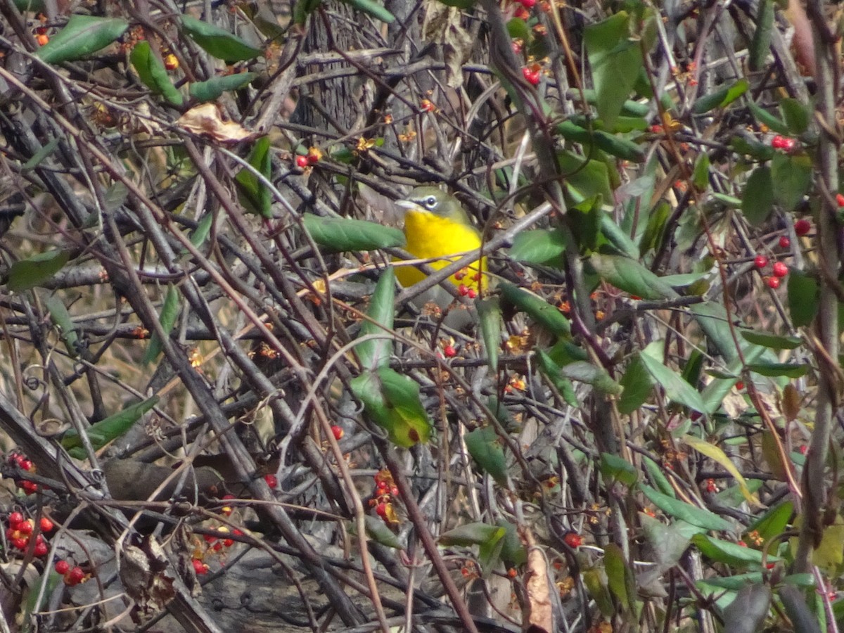 Yellow-breasted Chat - ML612928965