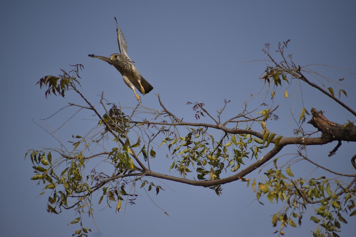 Eurasian Kestrel - Sai Shailesh