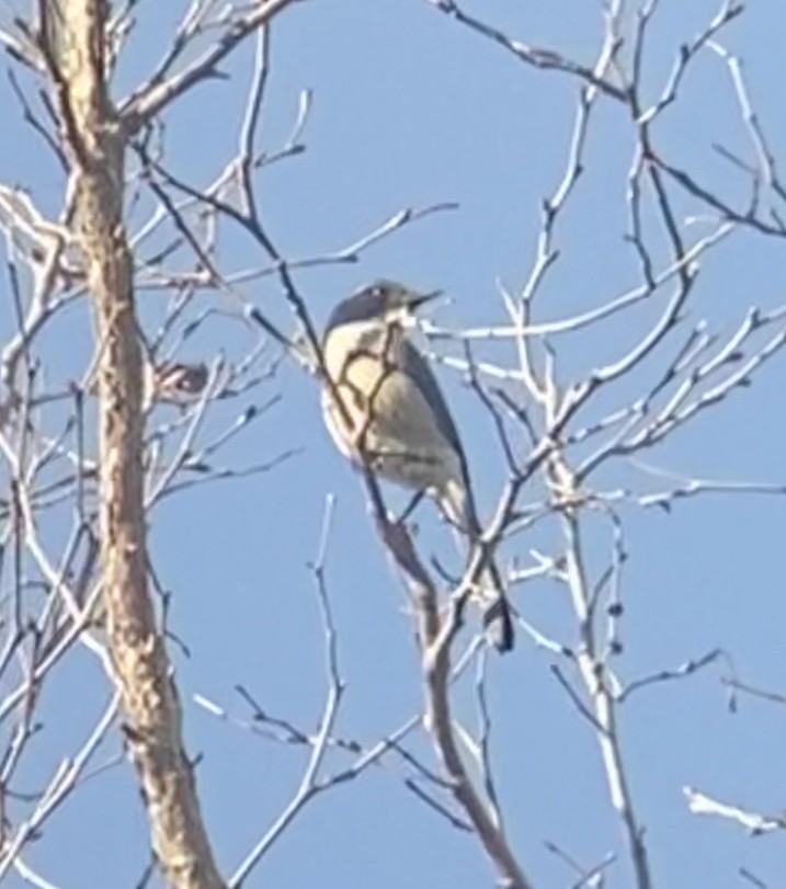 California Scrub-Jay - ML612929184