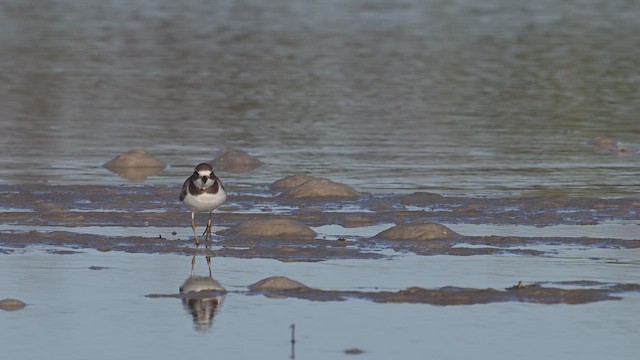 ミズカキチドリ - ML612929215