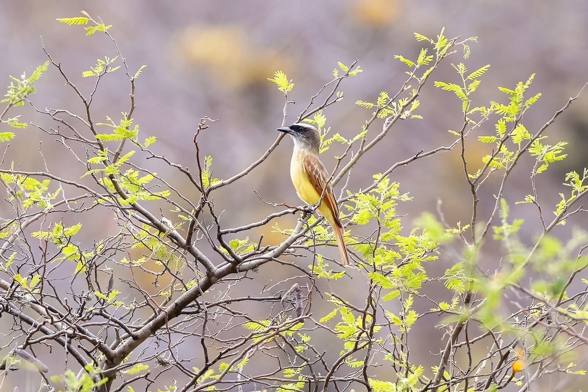 Baird's Flycatcher - Joel Claus