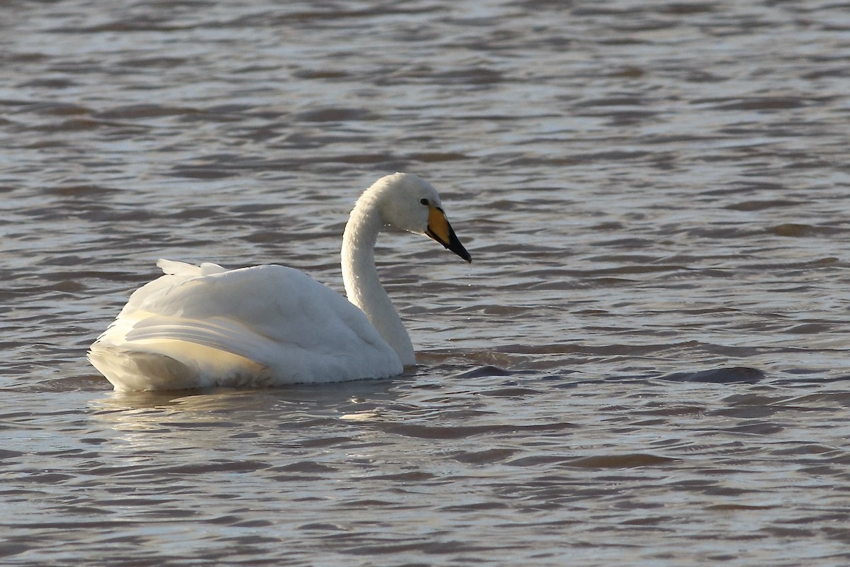 Whooper Swan - ML612929223