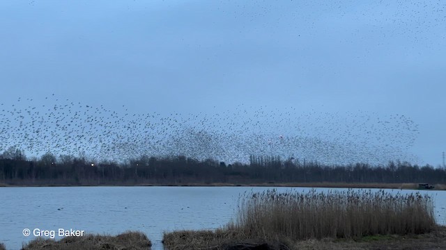 歐洲椋鳥 - ML612929229