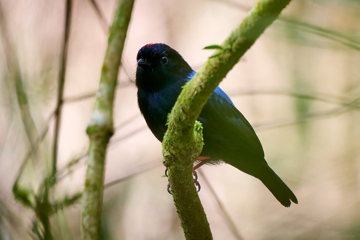 Yungas Manakin - ML612929240