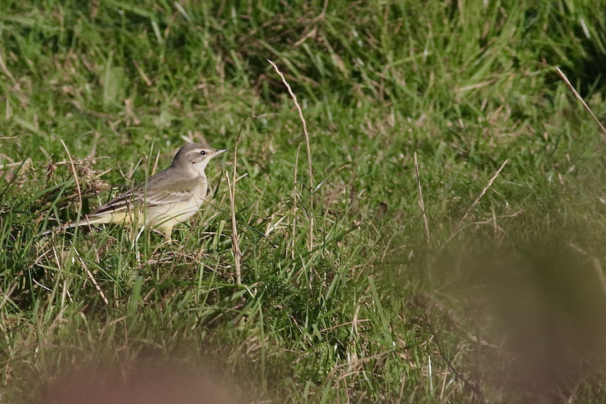 Western Yellow Wagtail - ML612929258