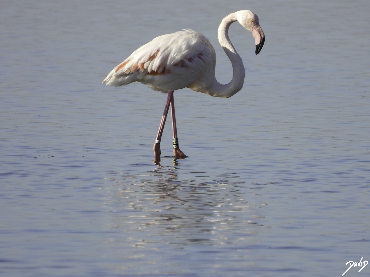 Greater Flamingo - ML612929277