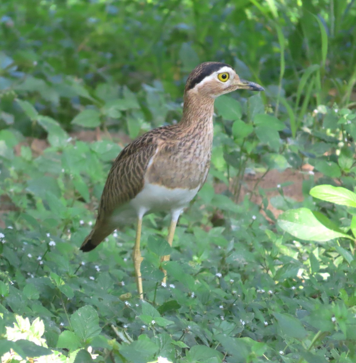 Double-striped Thick-knee - ML612929334