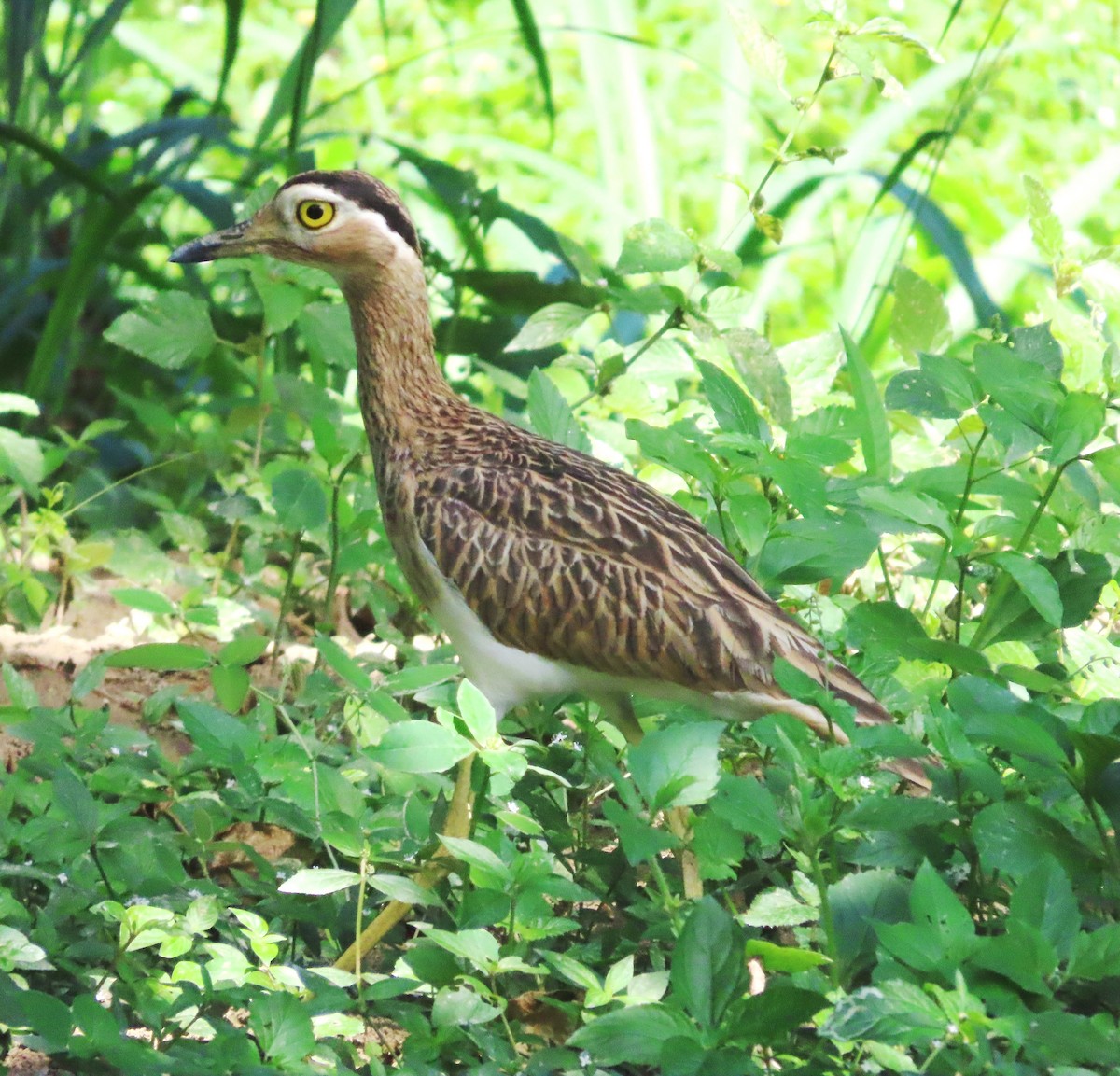 Double-striped Thick-knee - ML612929337