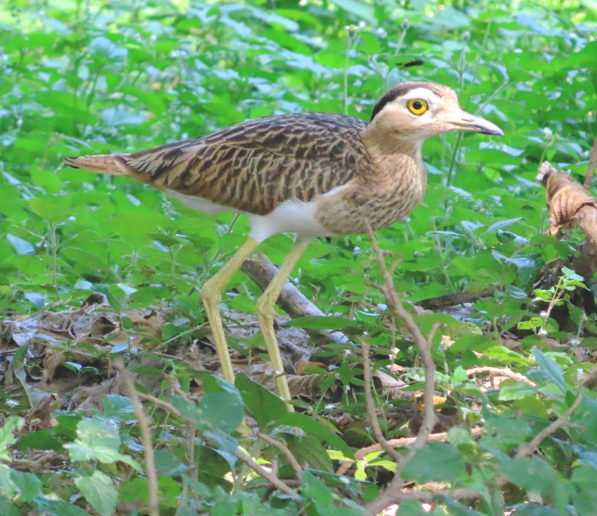 Double-striped Thick-knee - ML612929338