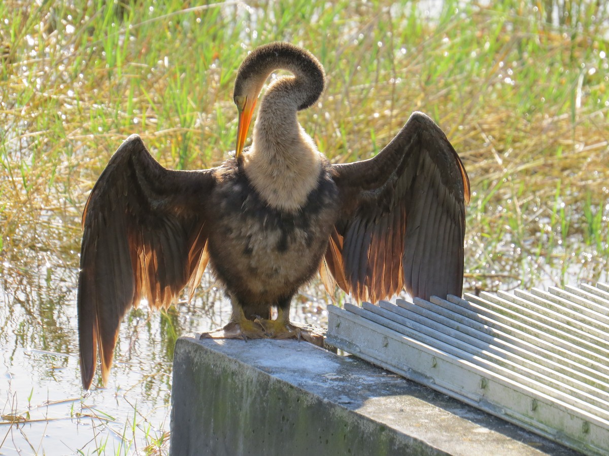 Amerika-Schlangenhalsvogel - ML612929352