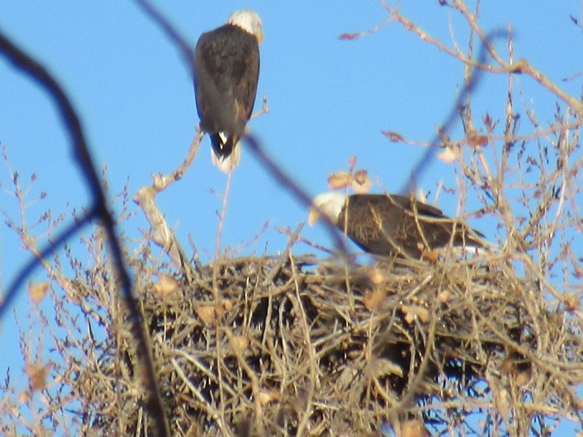 Bald Eagle - ML612929354