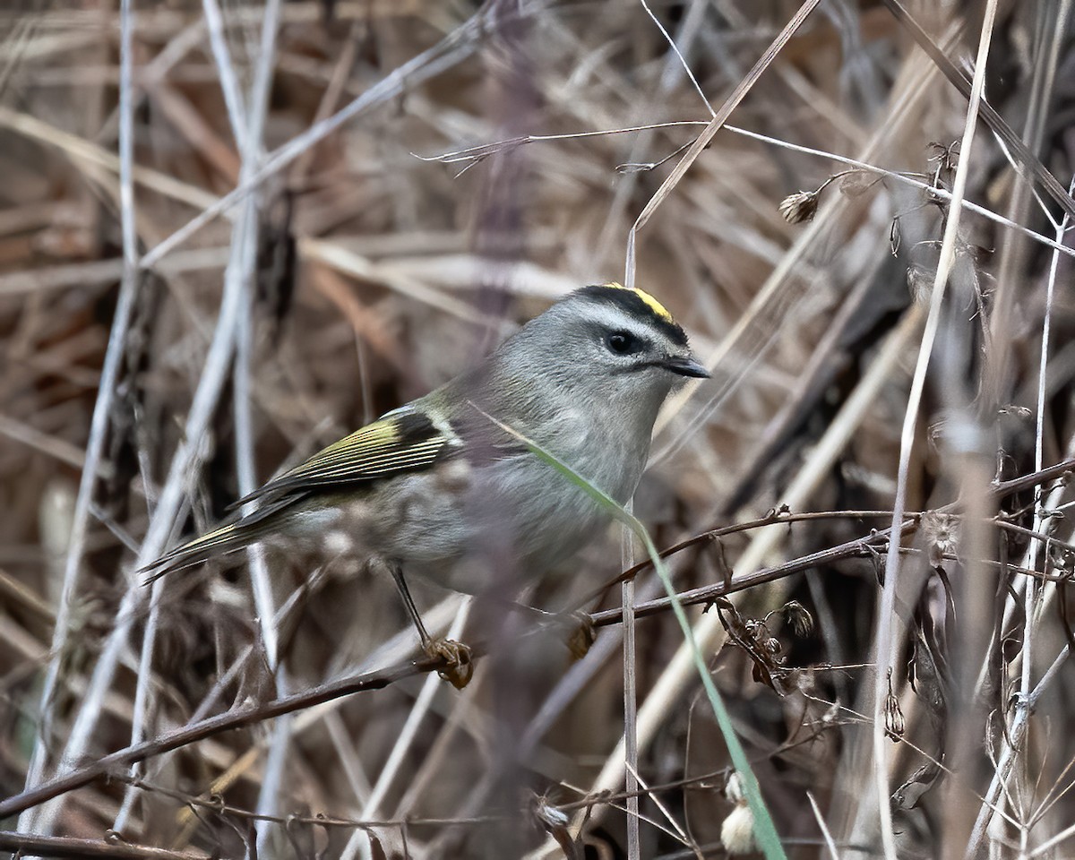 Golden-crowned Kinglet - Mike Yough