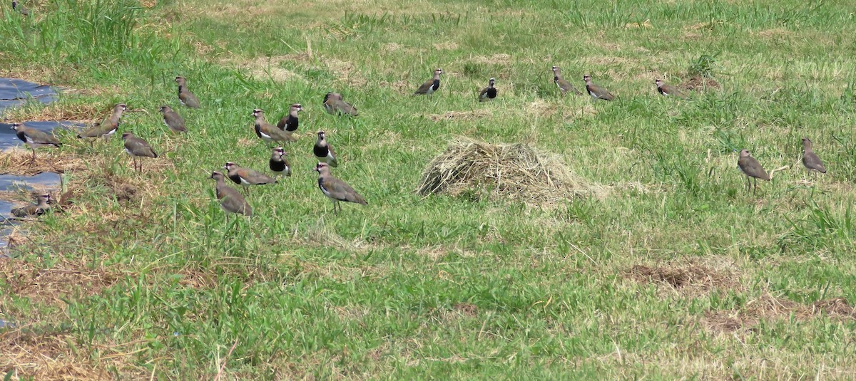 Southern Lapwing - ML612929367