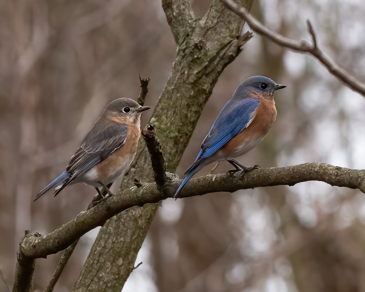 Eastern Bluebird - ML612929372