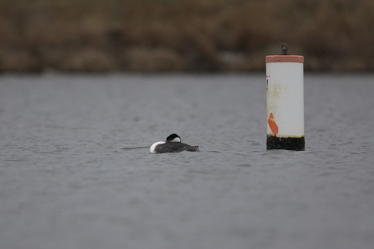 Western Grebe - Stefan Minnig