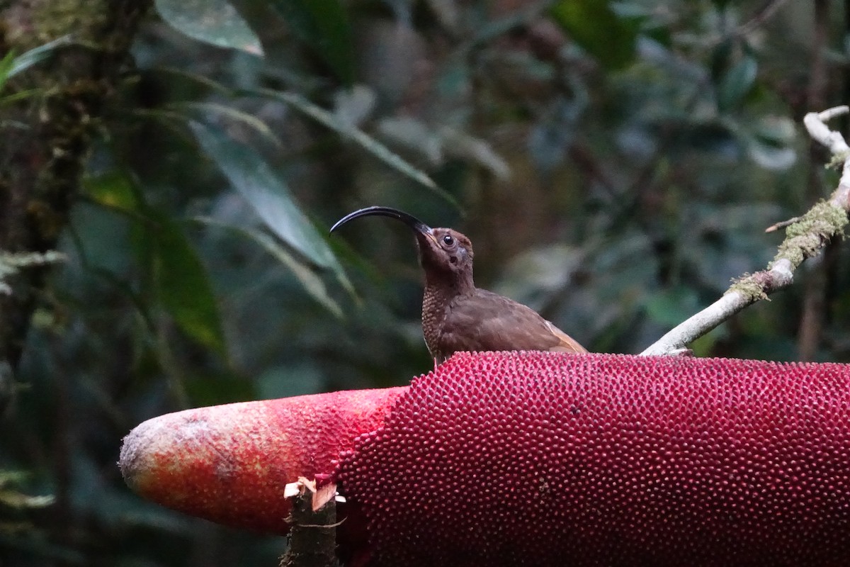 Black-billed Sicklebill - ML612929513