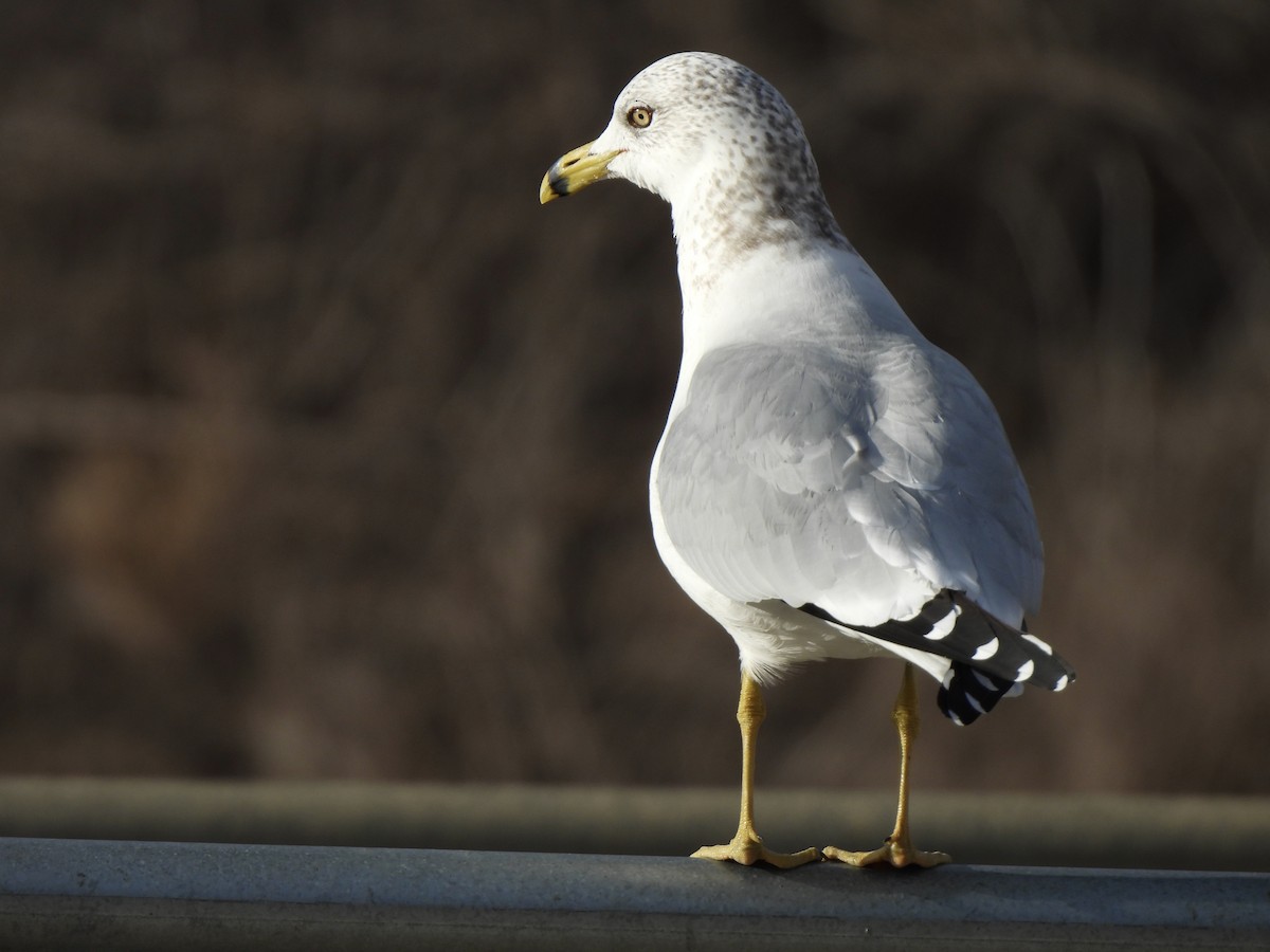 Ring-billed Gull - ML612929557