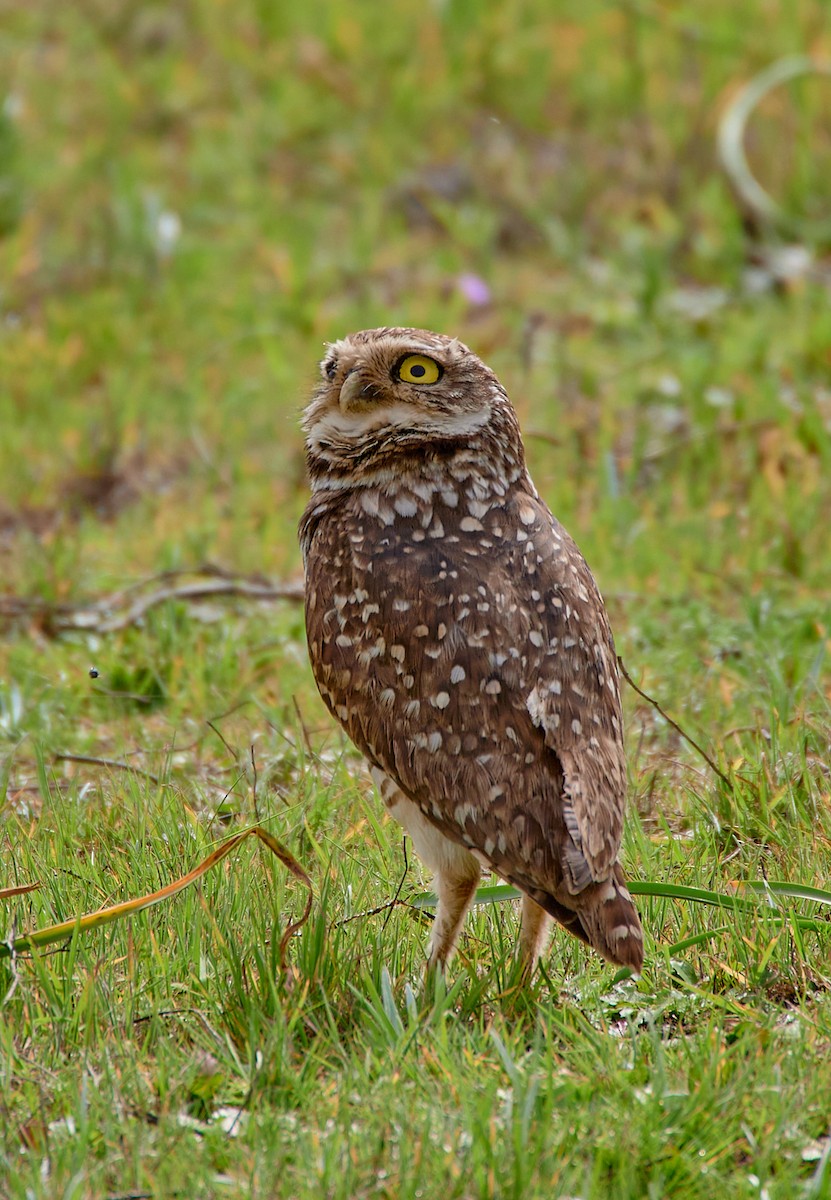 Burrowing Owl - ML612929560