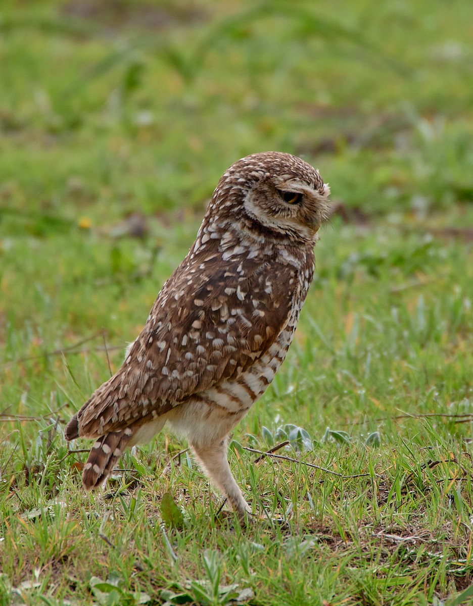 Burrowing Owl - ML612929561