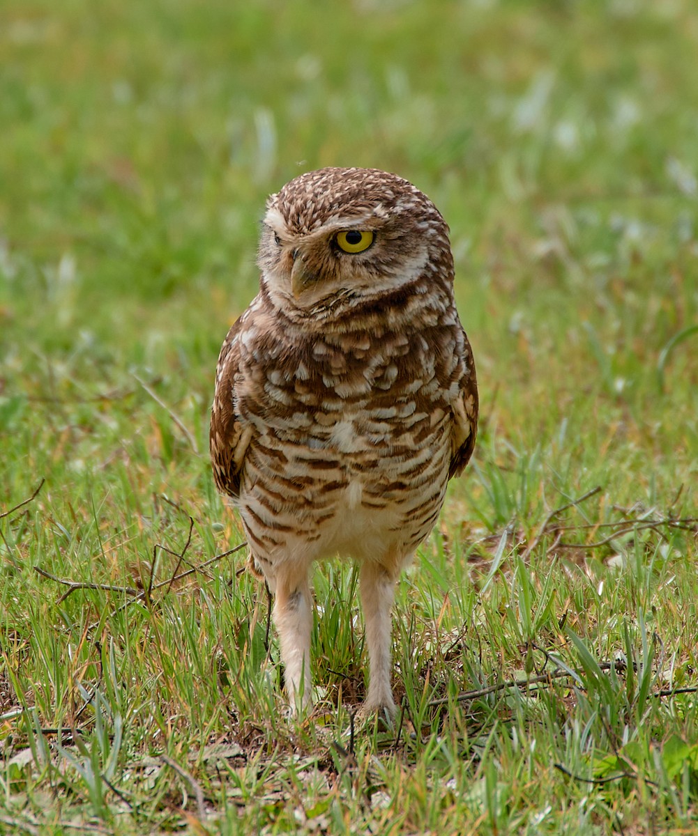 Burrowing Owl - ML612929563