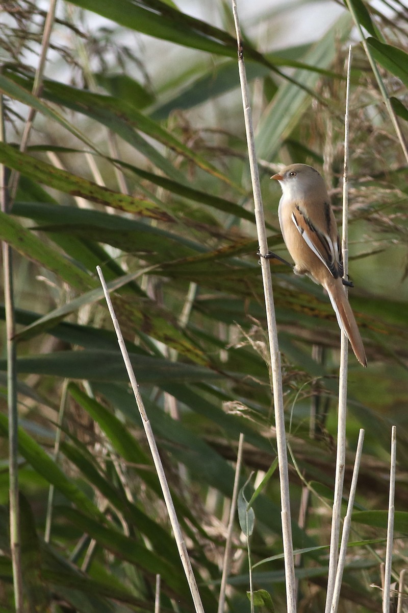 Bearded Reedling - ML612929580